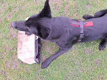 Lade das Bild in den Galerie-Viewer, Hundesport & Co