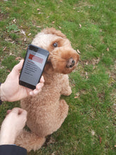 Lade das Bild in den Galerie-Viewer, Foundsystem auf ein KIGIBA Produkt